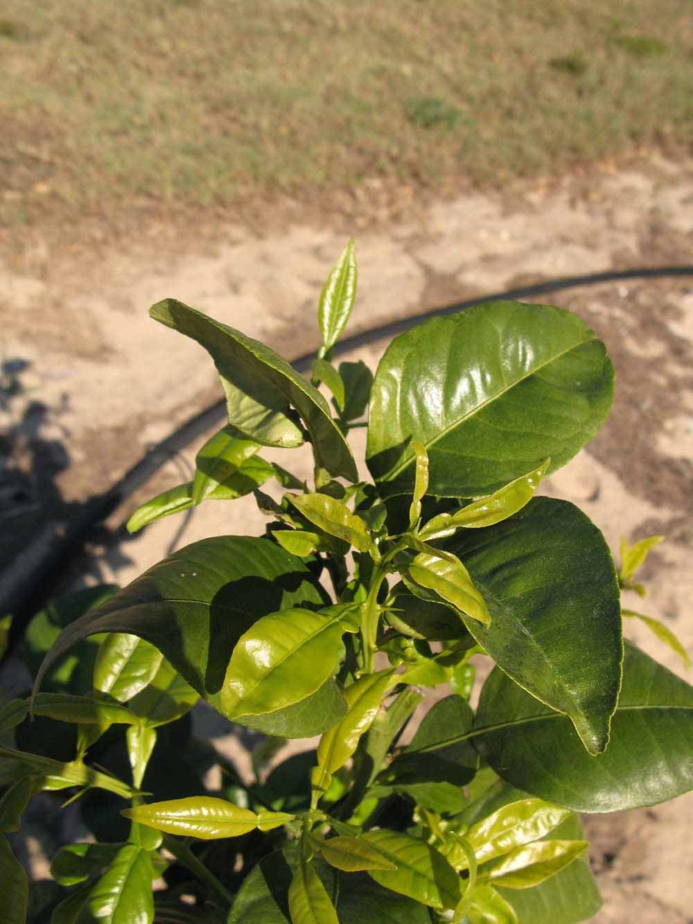            Sun leaves (Winter Haven, FL)   